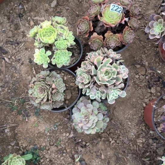 无花朵红魔套餐222号不包断枝