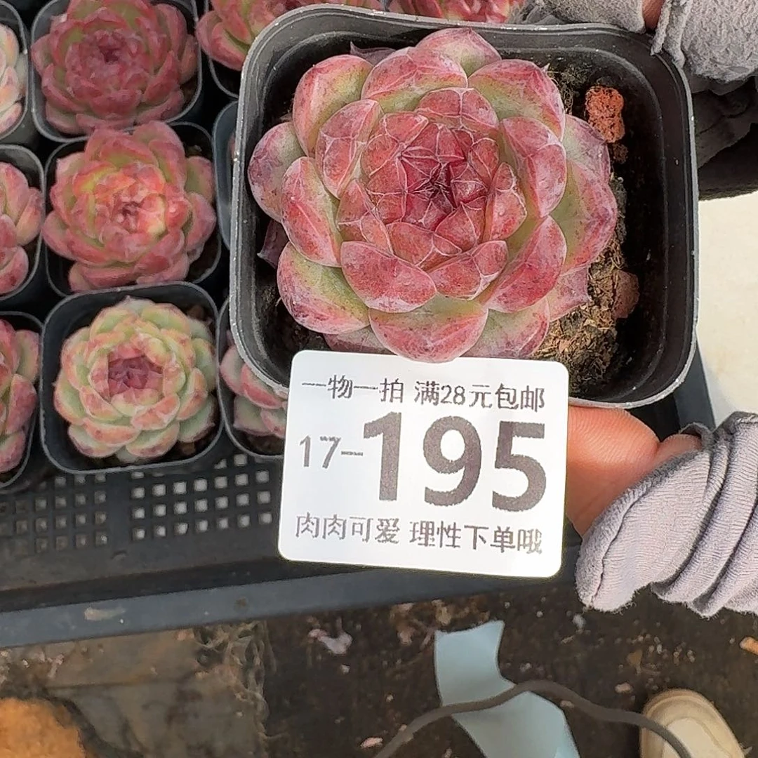 黑玫瑰无盆土发货无