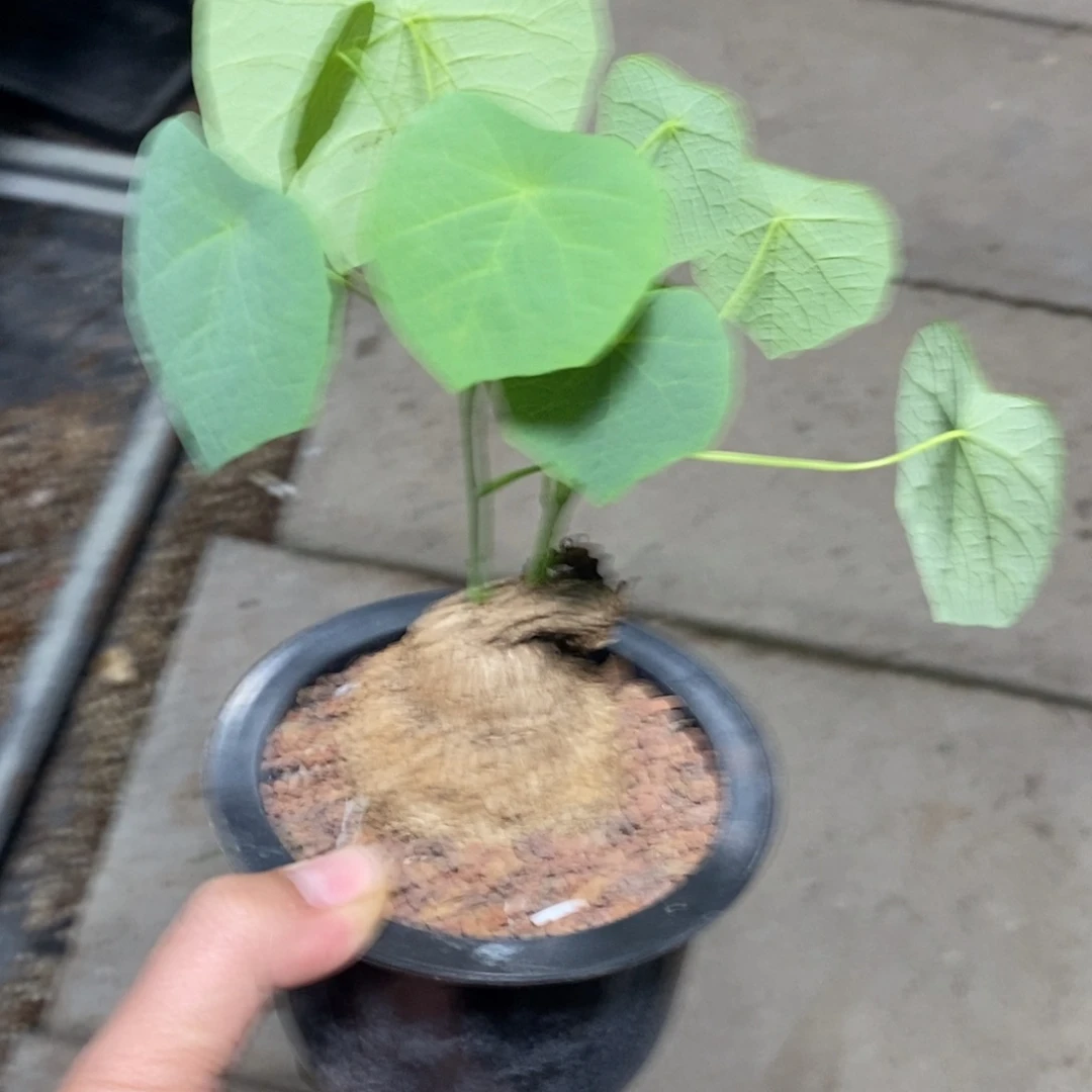 龙甲龟多肉植物一个