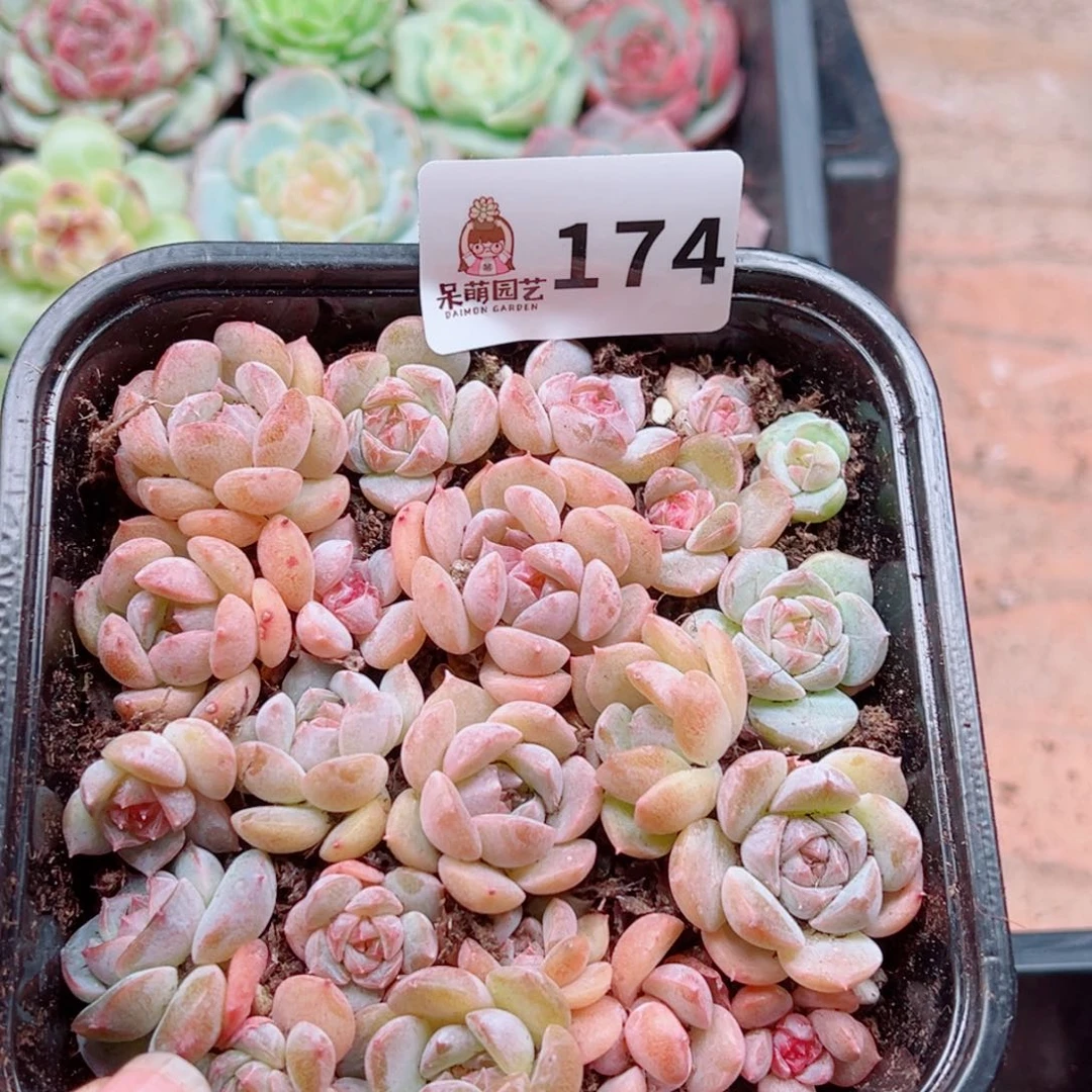 多肉植物多肉植物