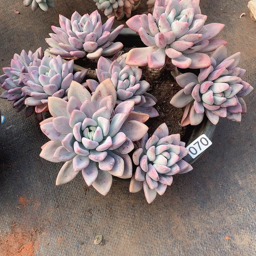 070奥普 一物一拍多肉