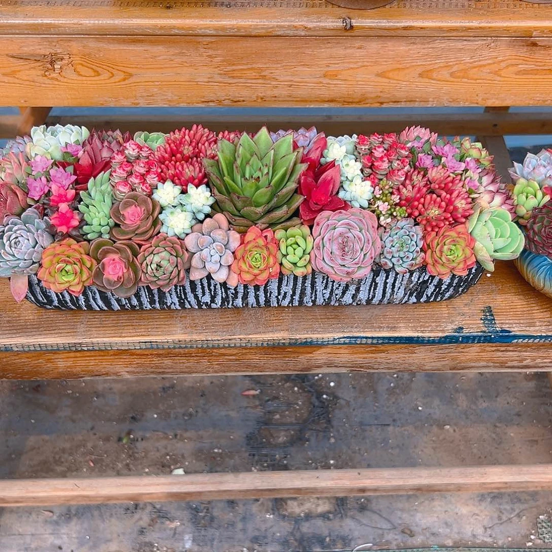 经典大长条多肉组合