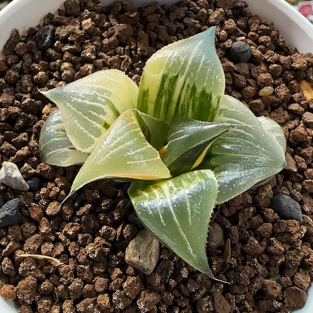 346号Pinky锦一物一拍带盆土