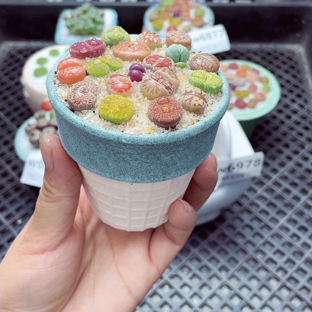 w6979 带盆土发货-零下地区拍保温箱