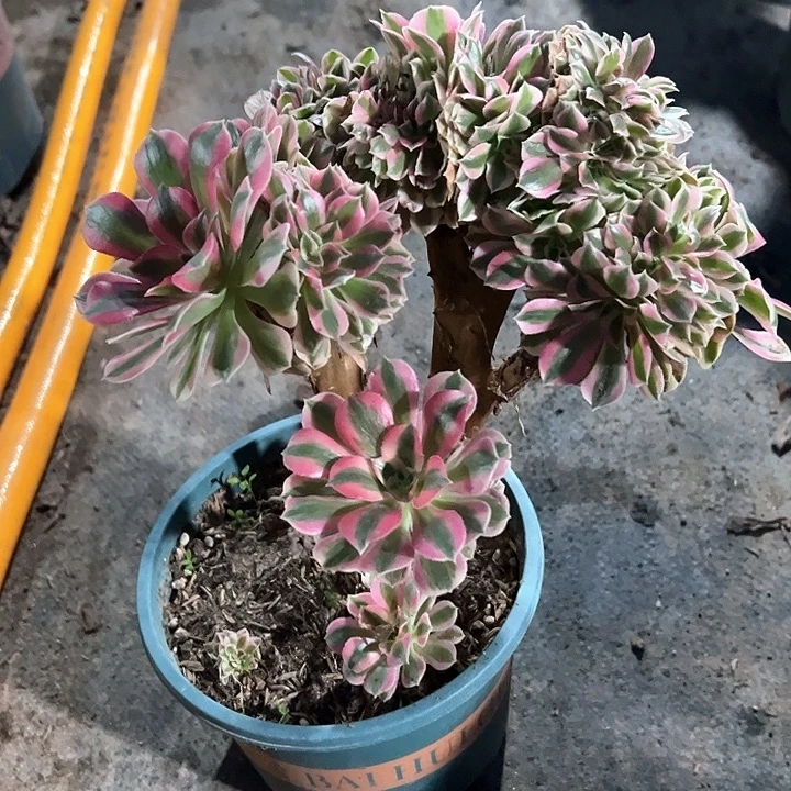 0771女郎缀多肉植物
