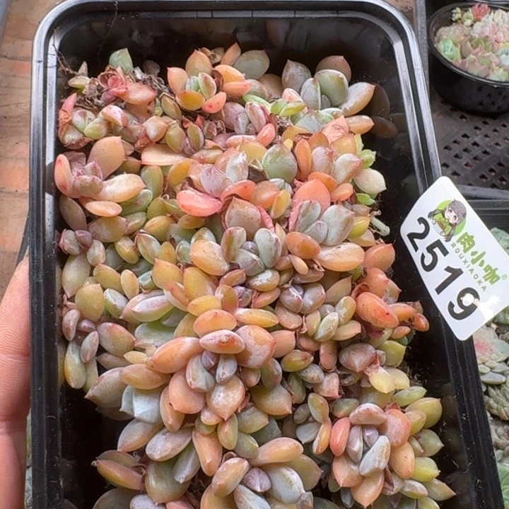 *****多肉植物多肉植物