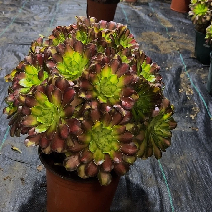 韶华韶华韶华017