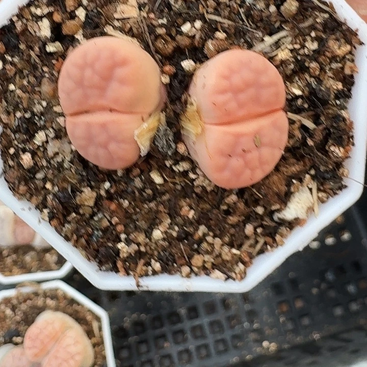 生石花111111。     218