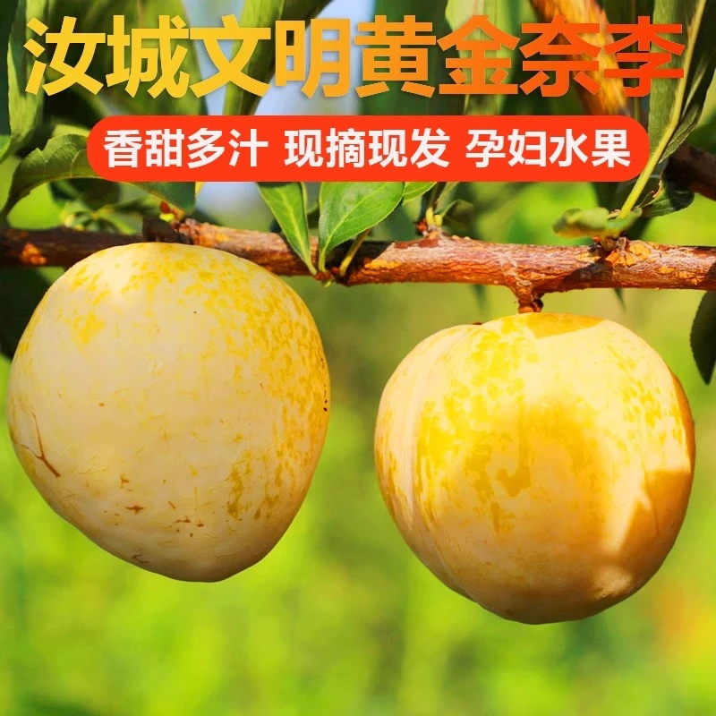 湖南郴州汝城现摘新鲜黄金奈李应季水果甜脆多汁爽口恐龙蛋孕妇吃