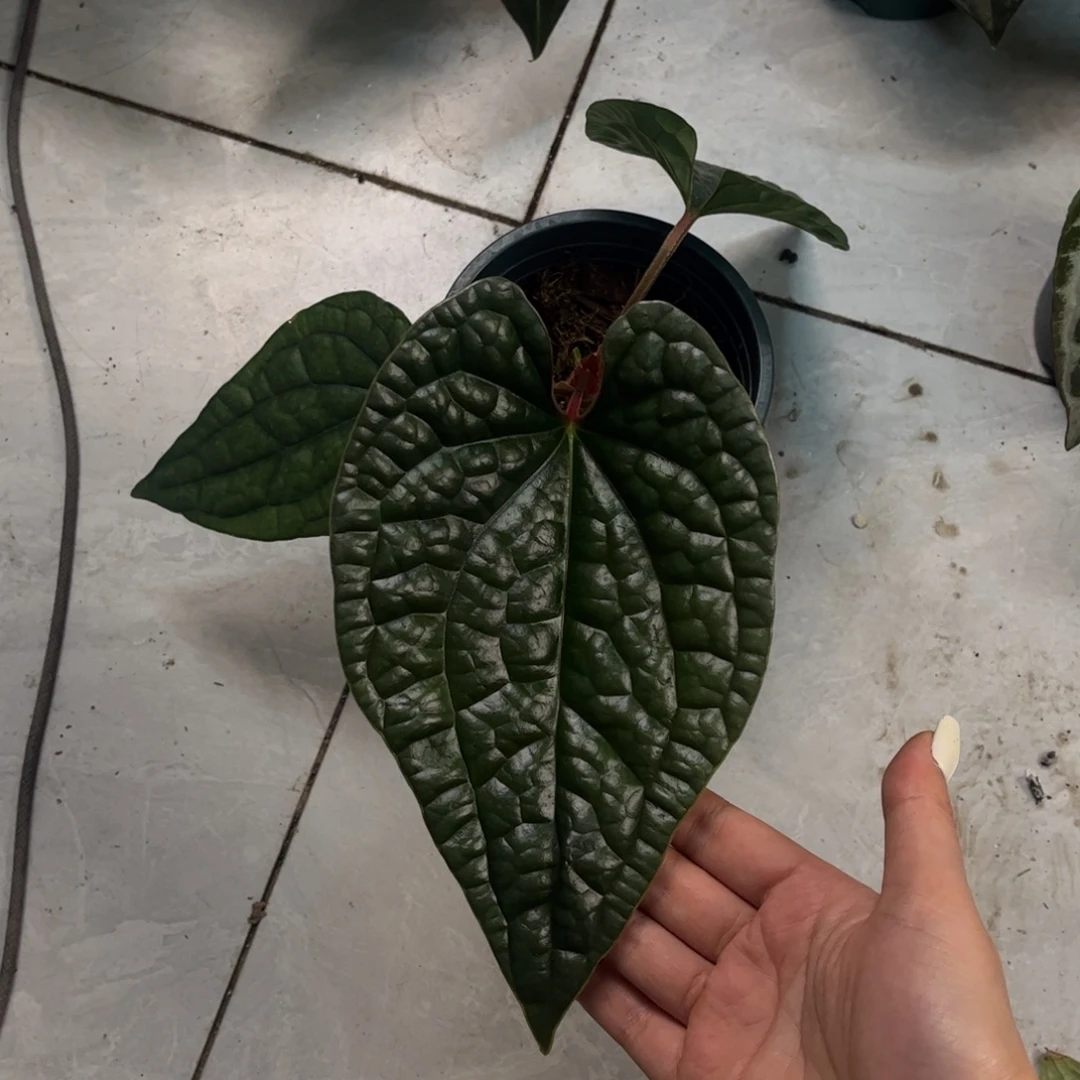 不开花植物4350（奢华
