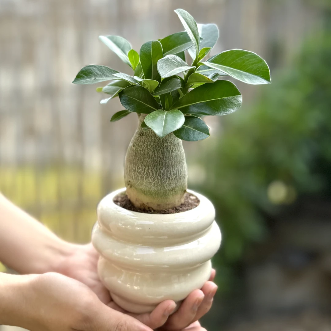 可爱胖胖树沙漠玫瑰宝宝盆栽盆景室内客厅办公室桌面观叶花卉绿植