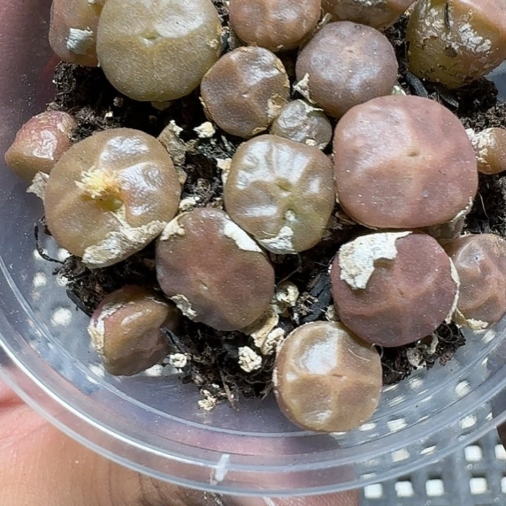14 多肉植物多肉植物
