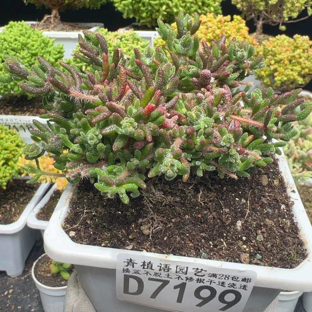 D7199狐尾带花苞枝干