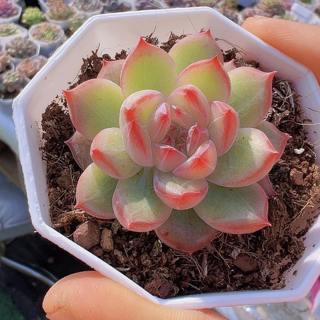新雪花珍妮19包邮多肉