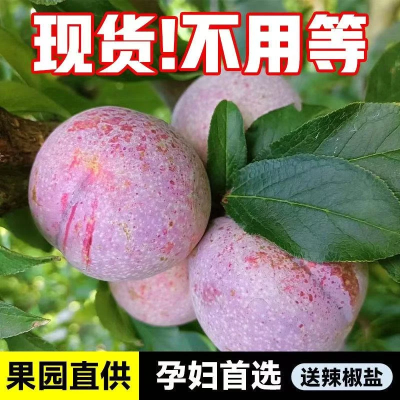 【新鲜直达】信宜三华李酸脆爽口新鲜现摘现发孕妇水果