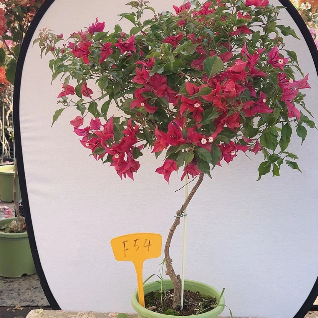 肌***）大部分花苞少量开放F54紫桑巴