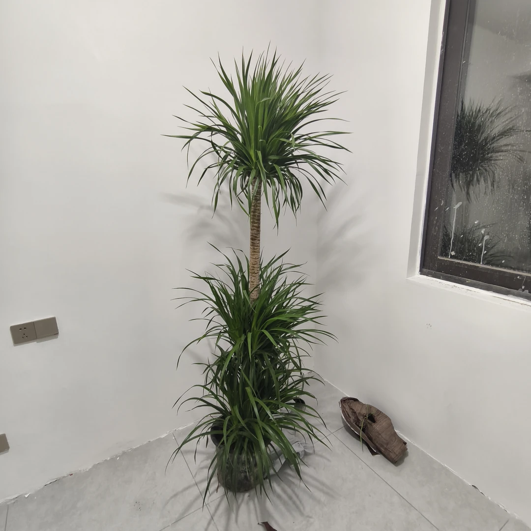 双层龙须树-造型独特寓意双喜临门