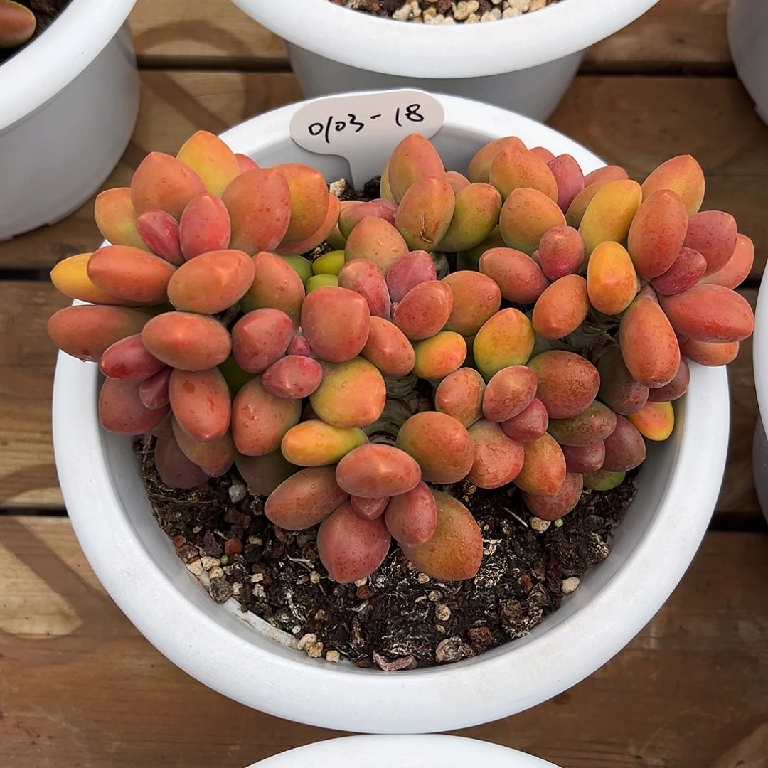 佳***奈0103-18天花板芒果奶