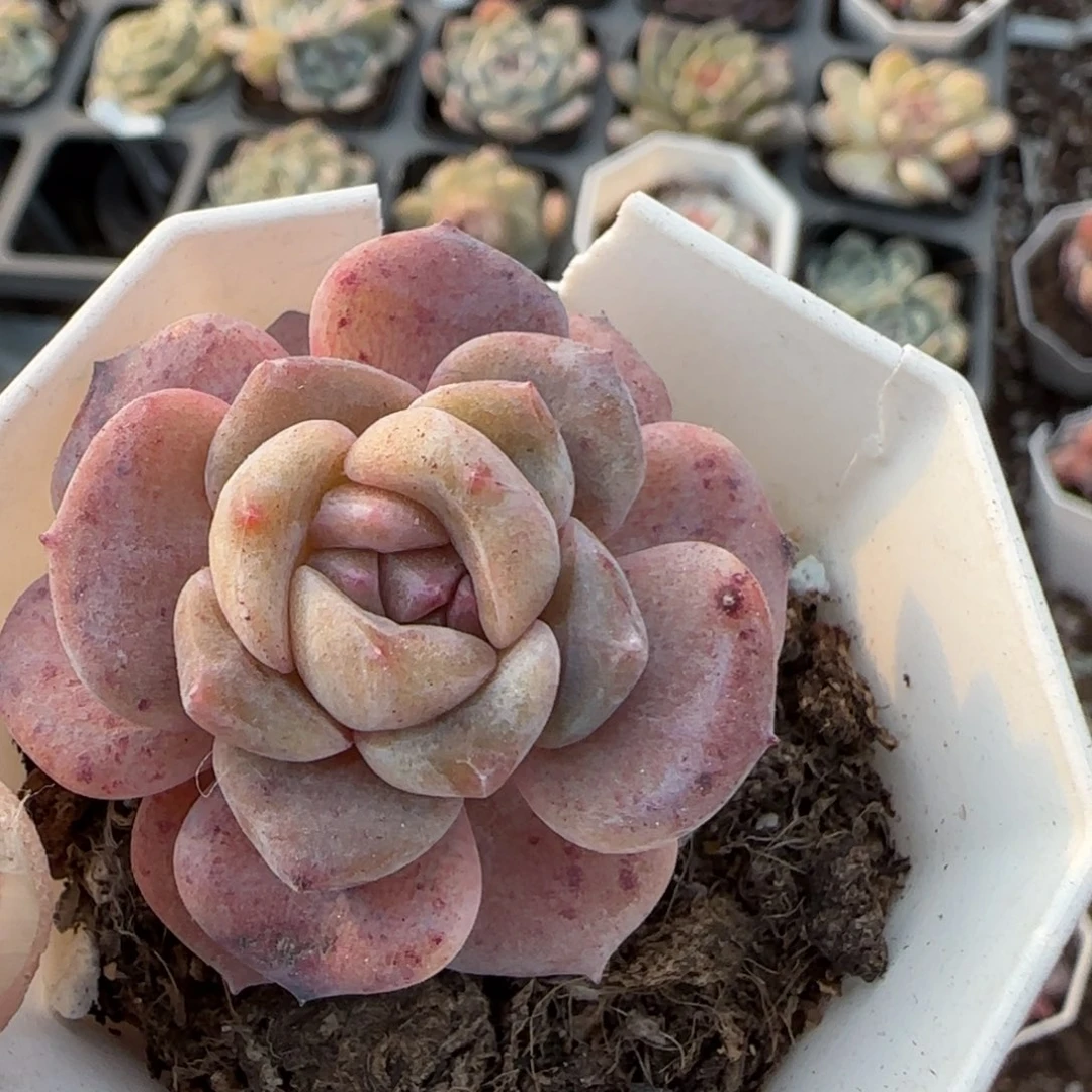 多肉小卡拉米糖心一物一拍