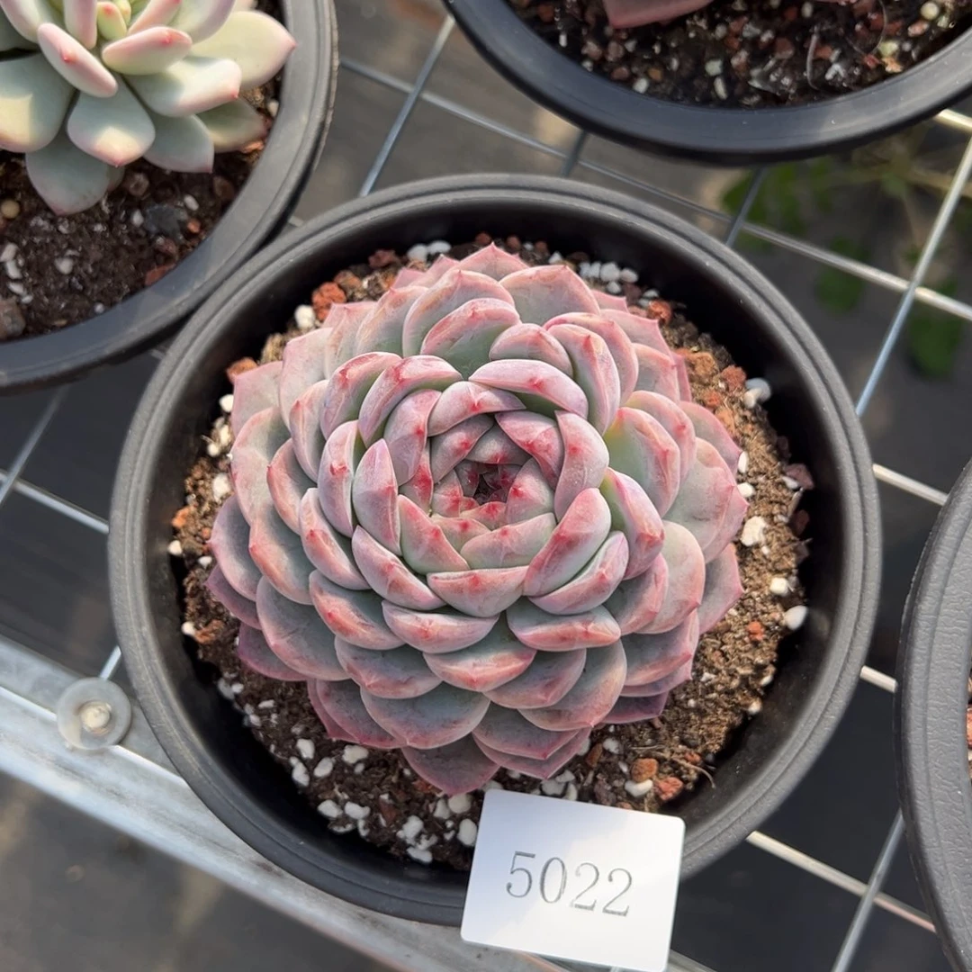 我****鱼5022肉肉肉肉肉肉肉