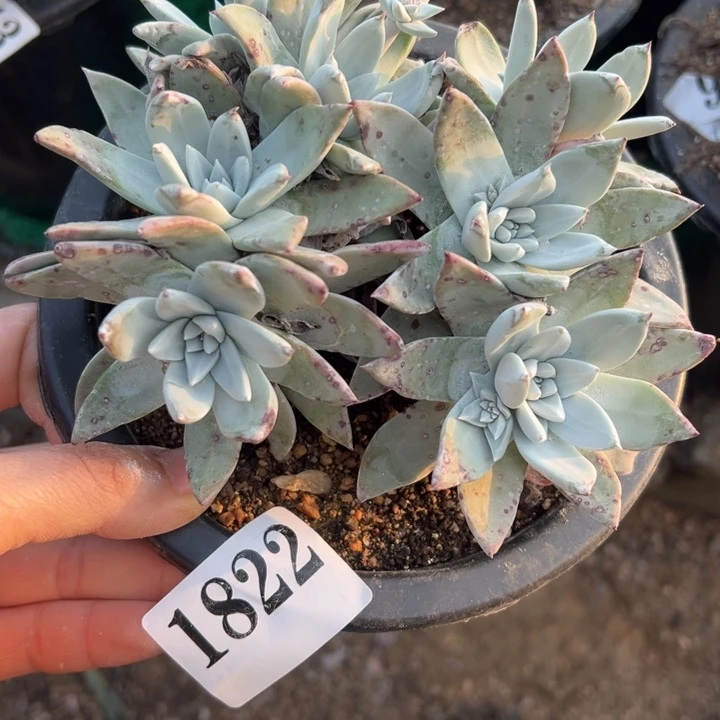 822号法瑞苹果叶杂拇指多肉