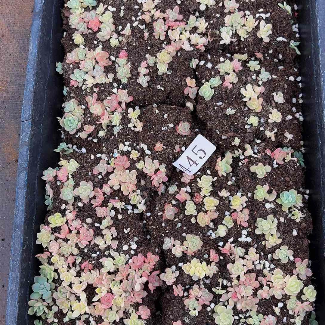多肉植物多肉植物445