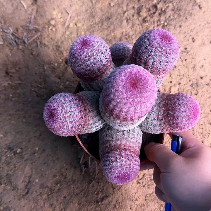 刘*姐哈哈哈哈哈哈哈