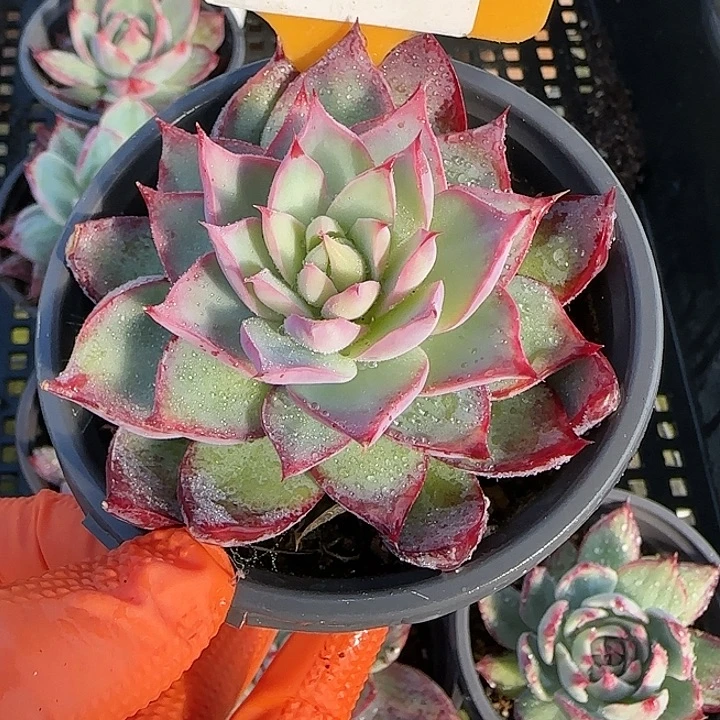 57 惊鸿仙子多肉植物6-9cm