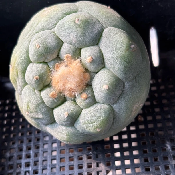仙人球 有根 一物一拍 912