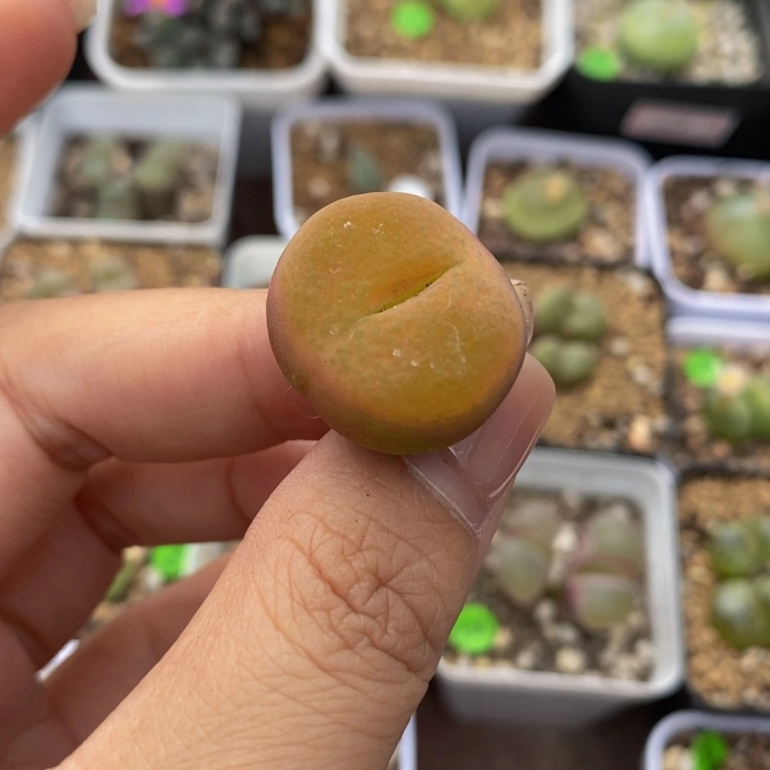 2.3cm多肉植物253