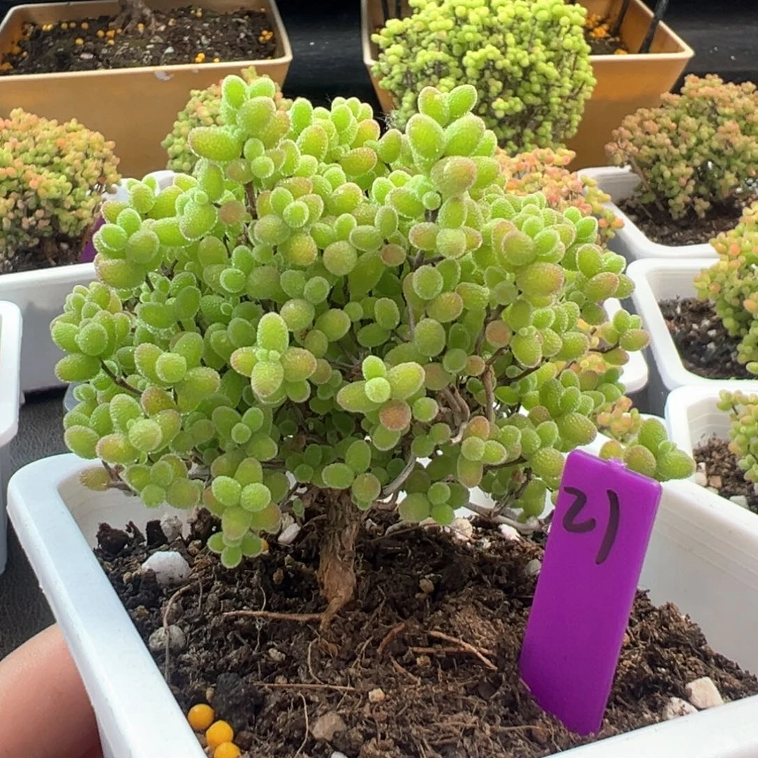 21号10cm盆蜜橘糖球