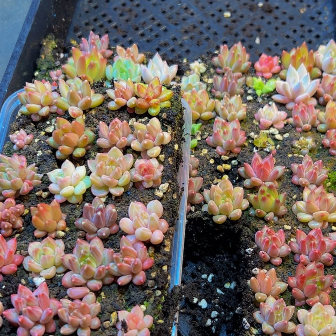 239多肉量拍一盒保底24 多肉