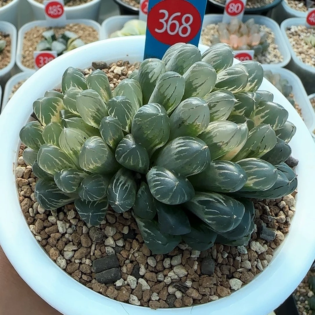 368号糊斑实生玉露锦2头群生一物一拍带盆