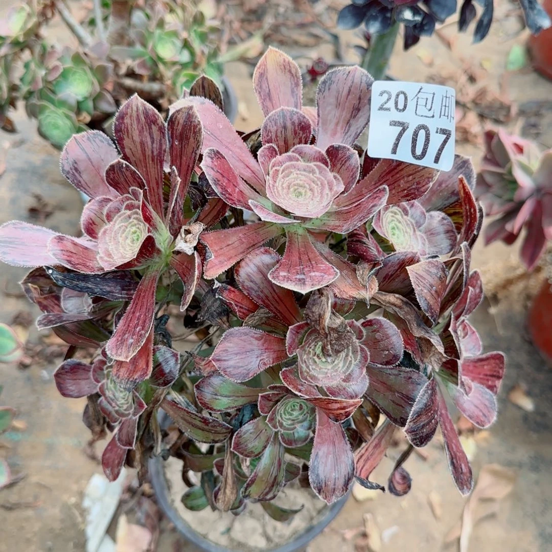 拉丝锦多肉707满20包邮断枝不包