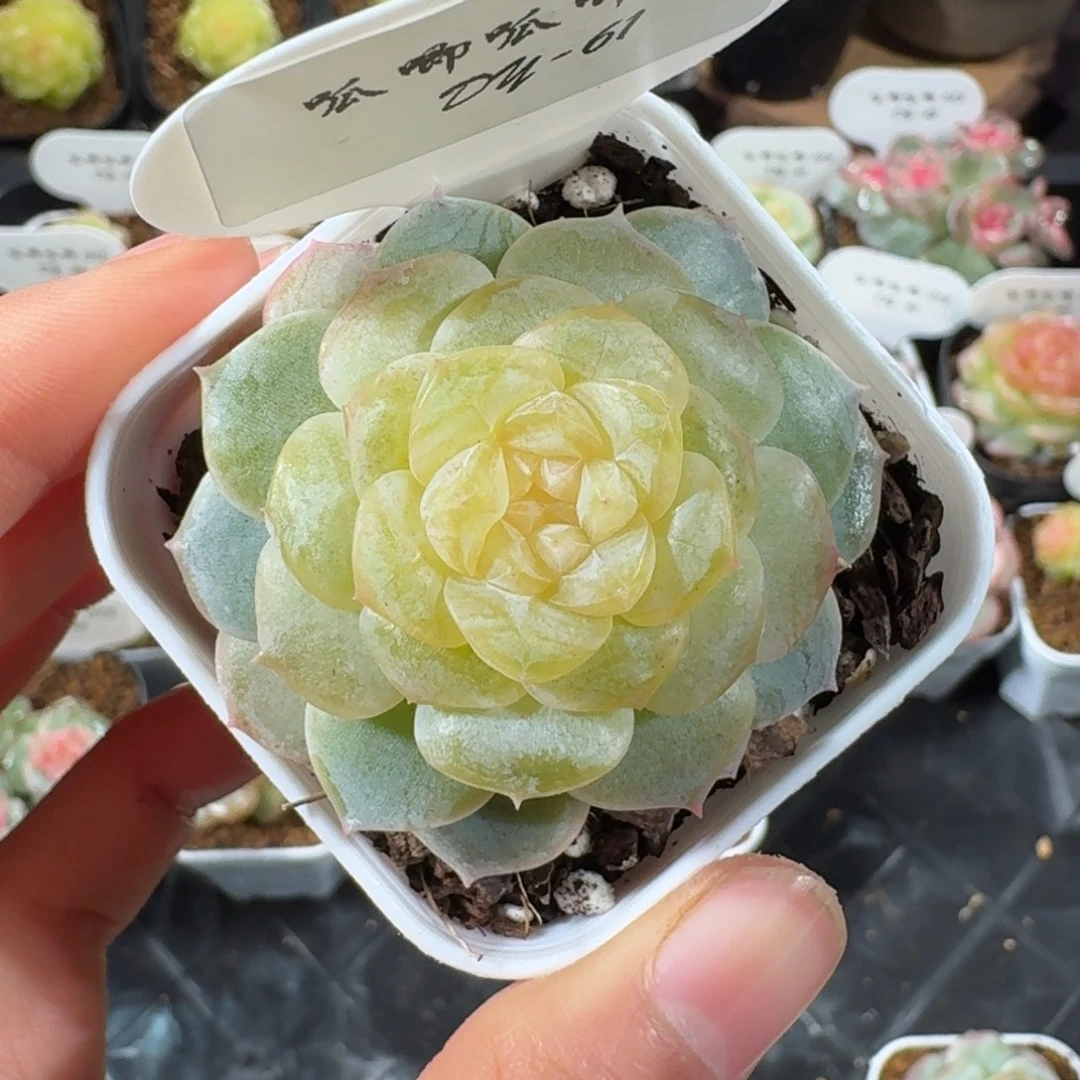 1113-61-青梅单头