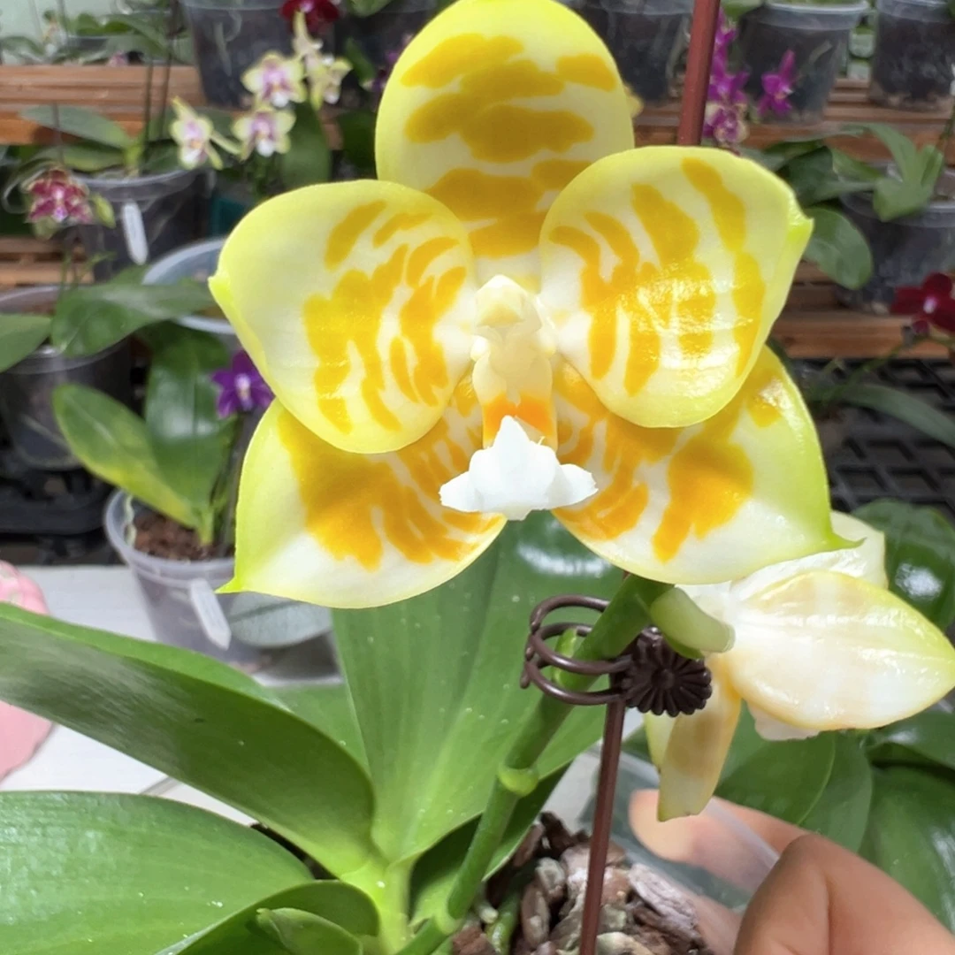 当前无花栽培后可以开花雅风绿情歌