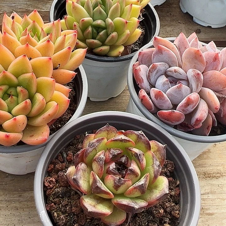 日***运单头山果珍妮， 双头星空珍妮，双头春春珍妮