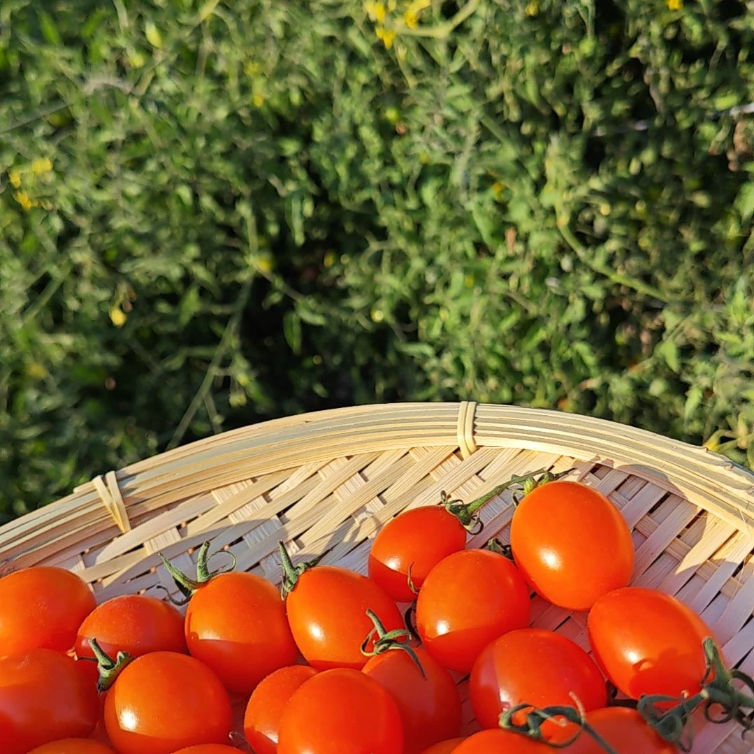 中国大陆金玲珑、黄色樱桃小番茄圣女果，水果零食