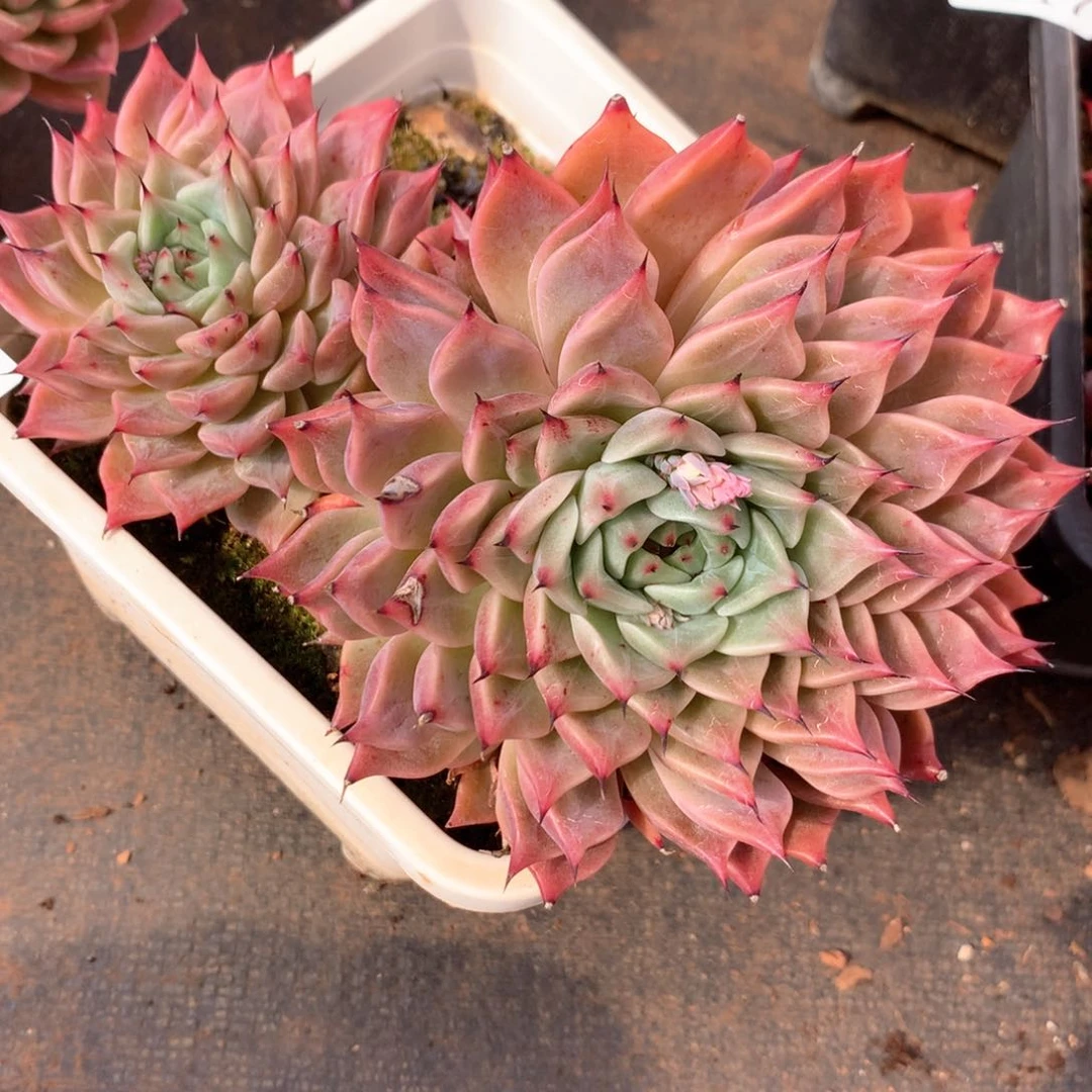 A*i2916杂交多肉植物基地