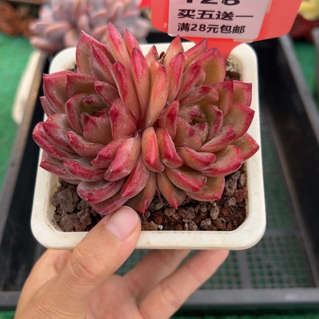 表妹精品多肉植物128.