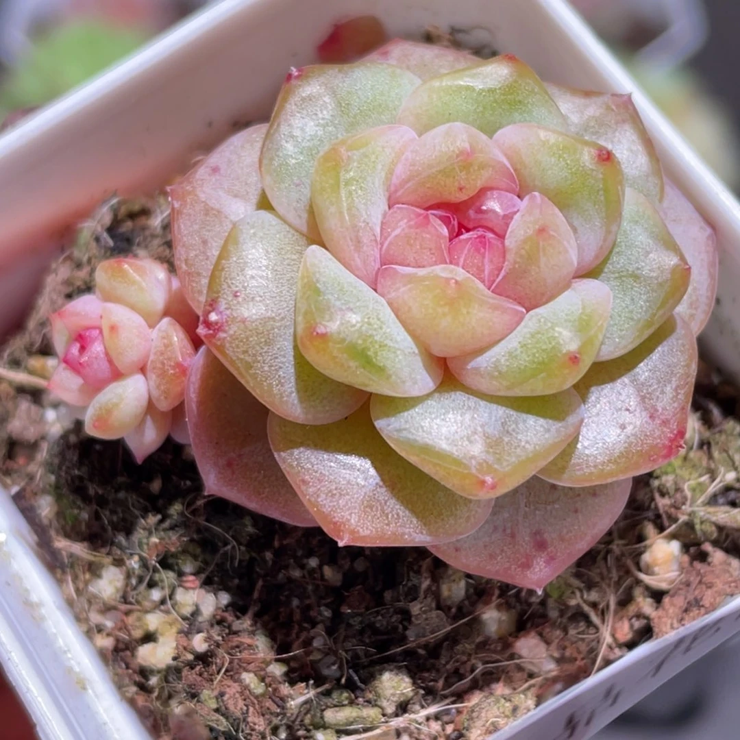 312号糖心冰心珍妮