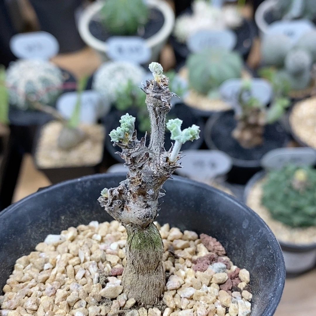 13号枝干洋葵 高度6cm