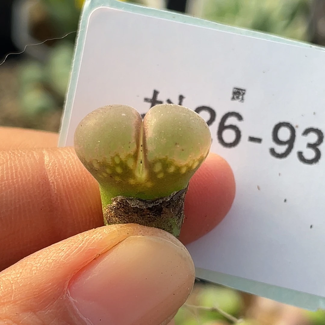 26-93风铃多肉植物