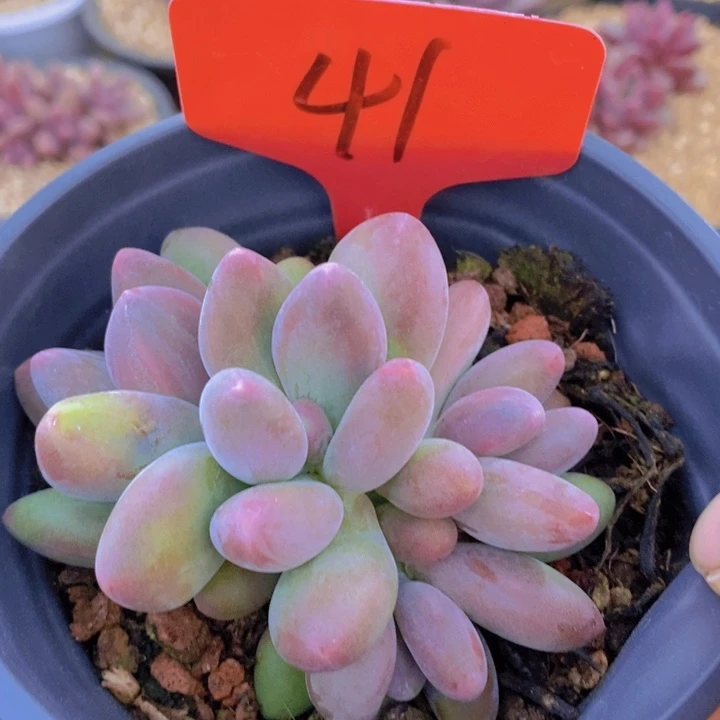 这么久不回来吗怎么