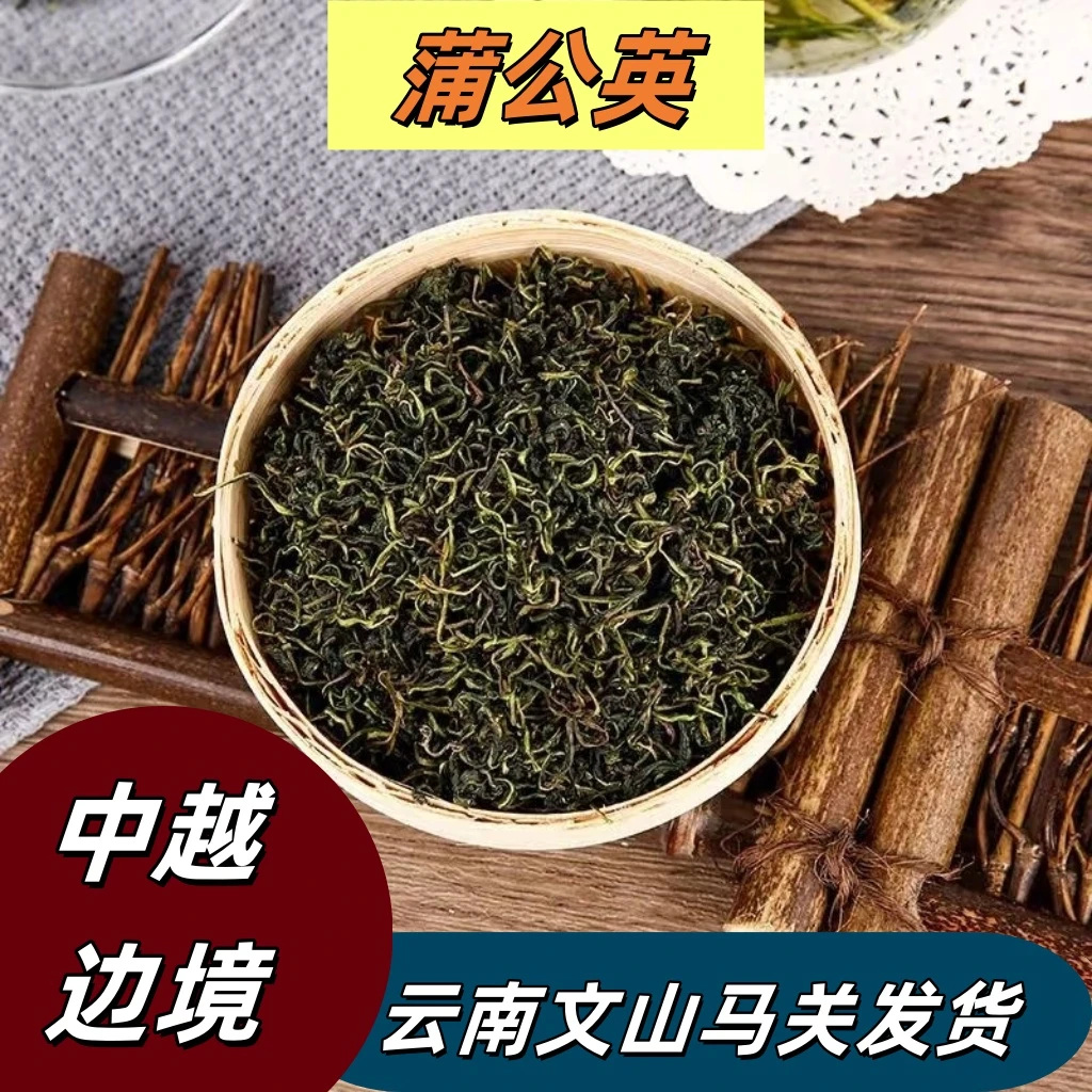 云南蒲公英茶120g当即采收色鲜味正严选罐装泡水泡茶喝