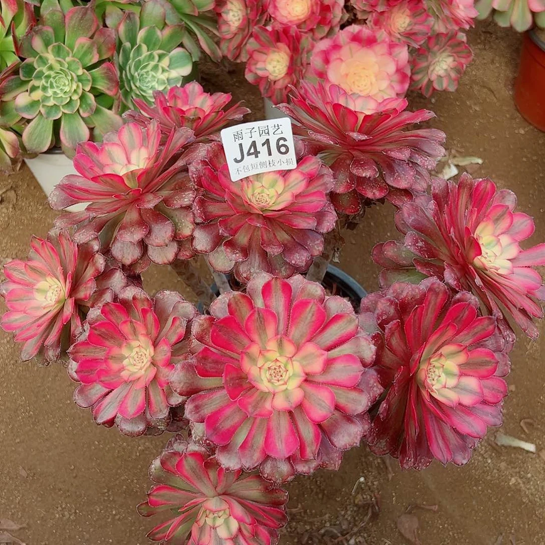 416月婵尺寸28左右