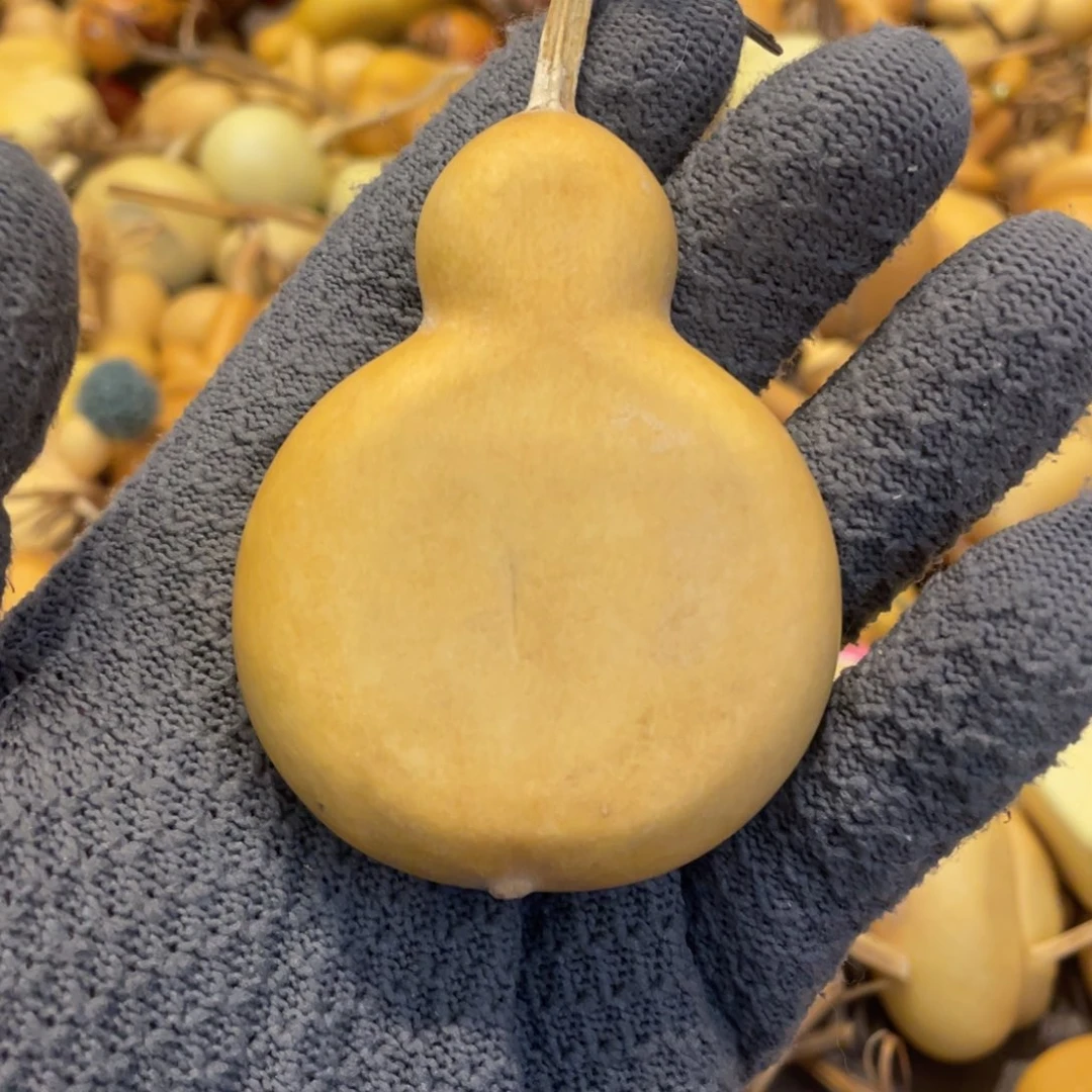 木抽裂夹扁葫芦葫芦