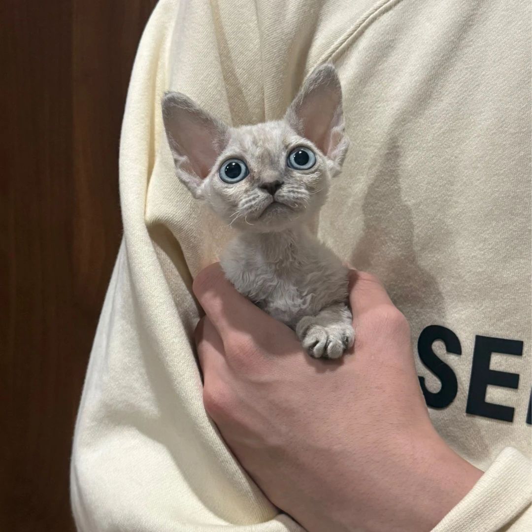 0520山猫色妹妹fee