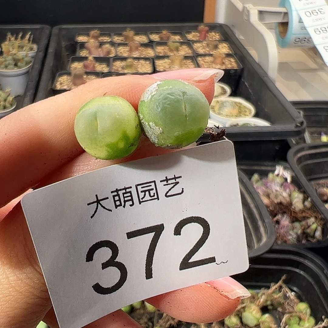 一物一拍           微瑕372