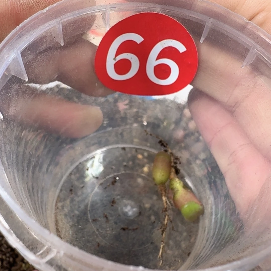 嗷****o多肉植物多肉植物66